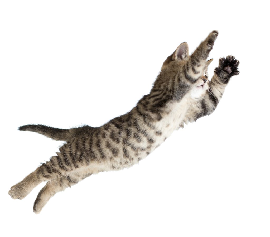 Flying or jumping kitten cat isolated on white